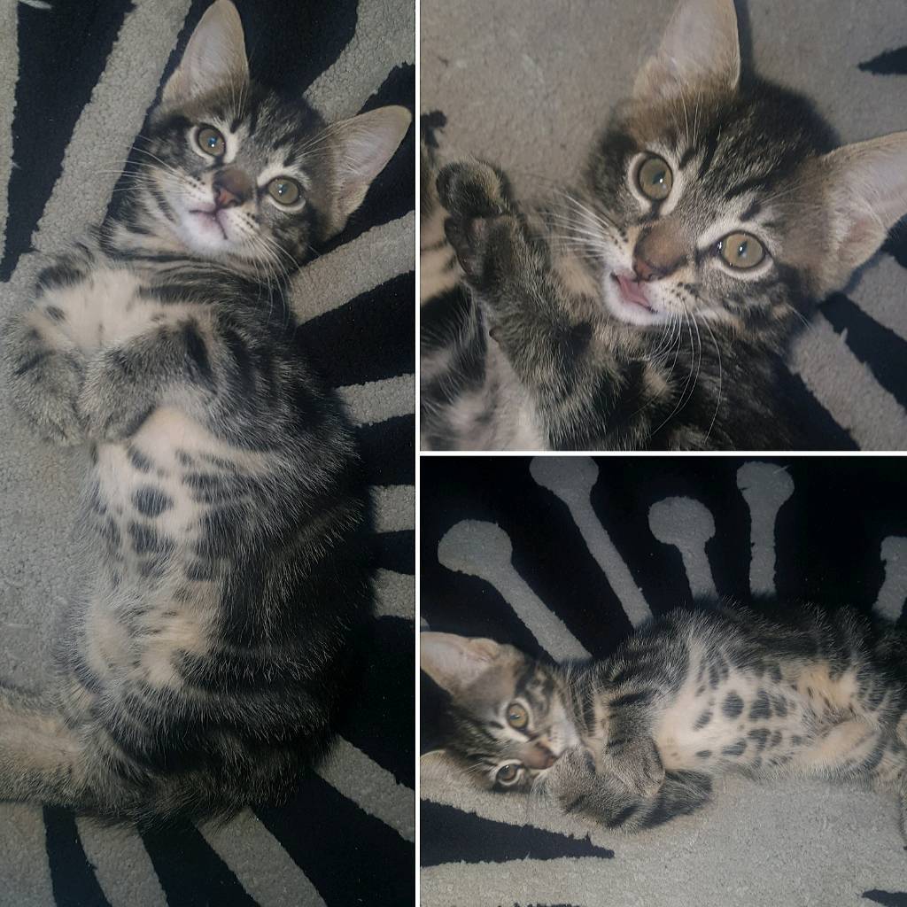 Tabby Kittens 4 sale in Bournemouth, Dorset Gumtree
