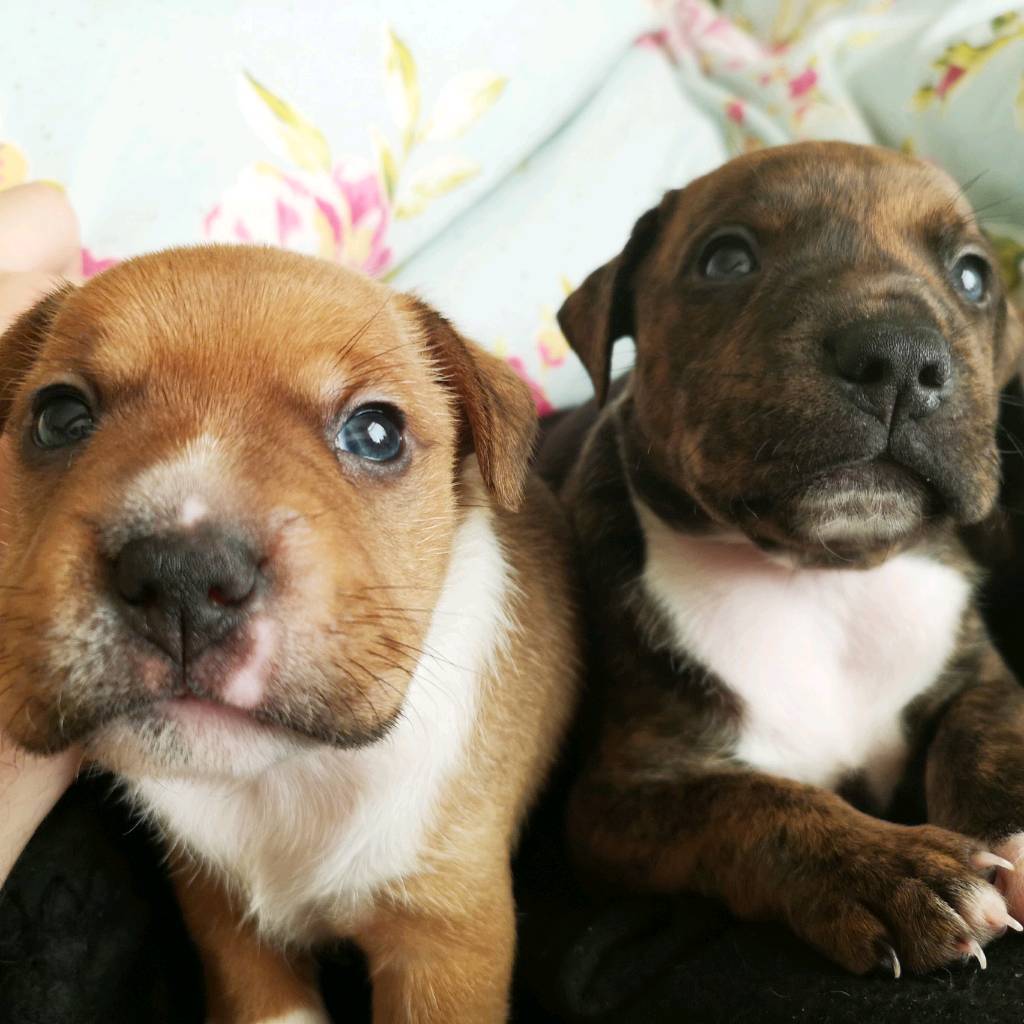 Jack Russell X Staffordshire Bull Terriers in WathuponDearne, South Yorkshire Gumtree
