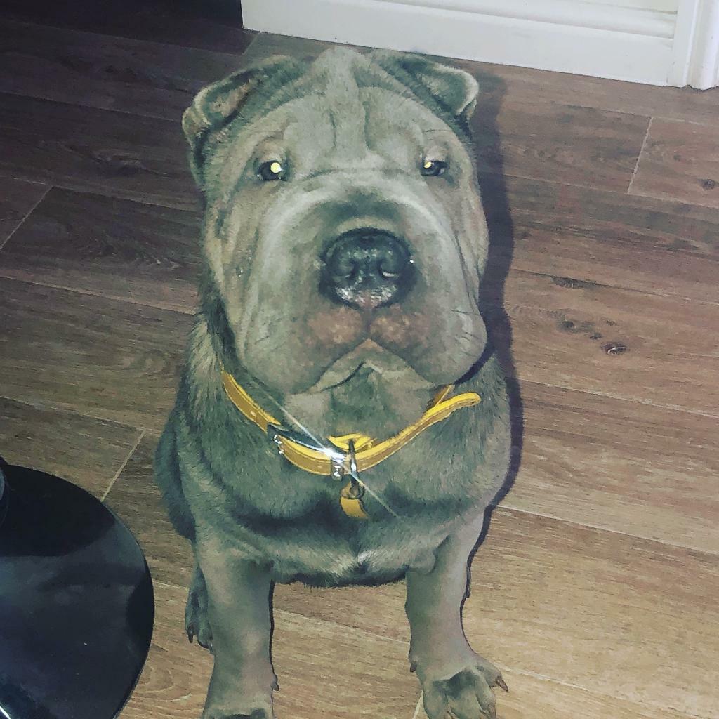 Blue boy shar pei for sale in Bridgend Gumtree