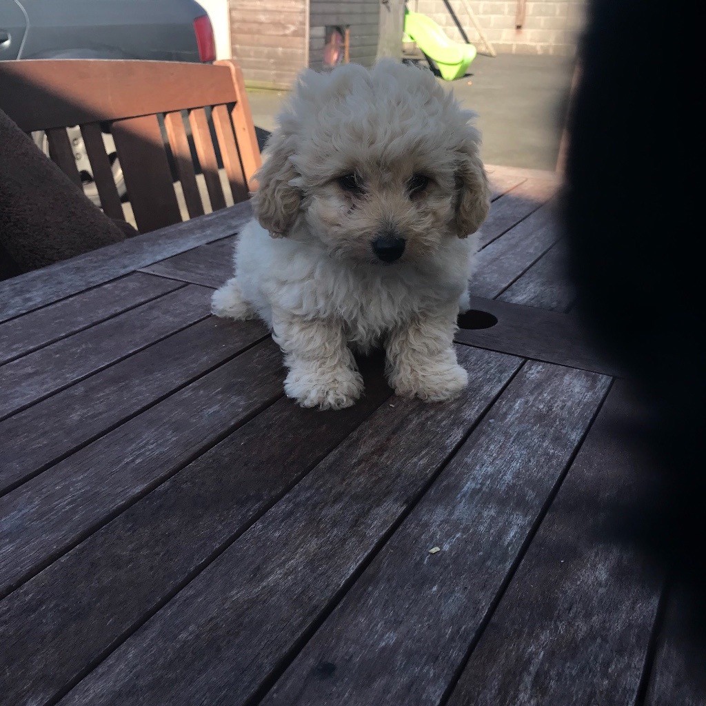 Toy poodle girl puppy in WestonsuperMare, Somerset Gumtree