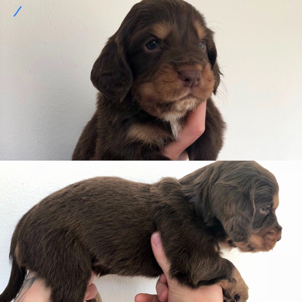 sprocker puppies for sale in Northampton, Northamptonshire Gumtree