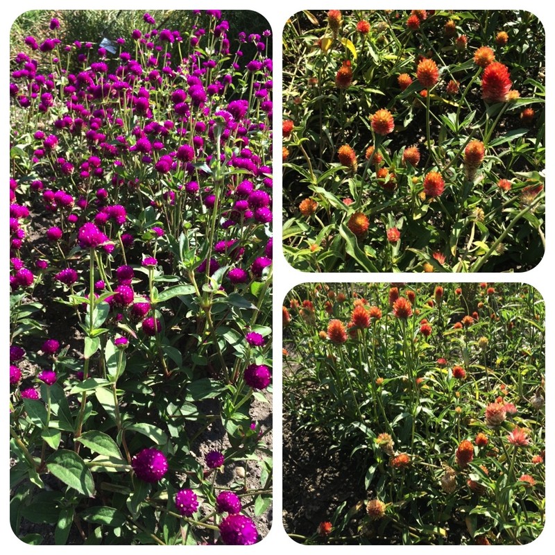 Kugelamarant Gomphrena Globosa Teepflanze Alte Heilpflanze Tcm Bienenweide