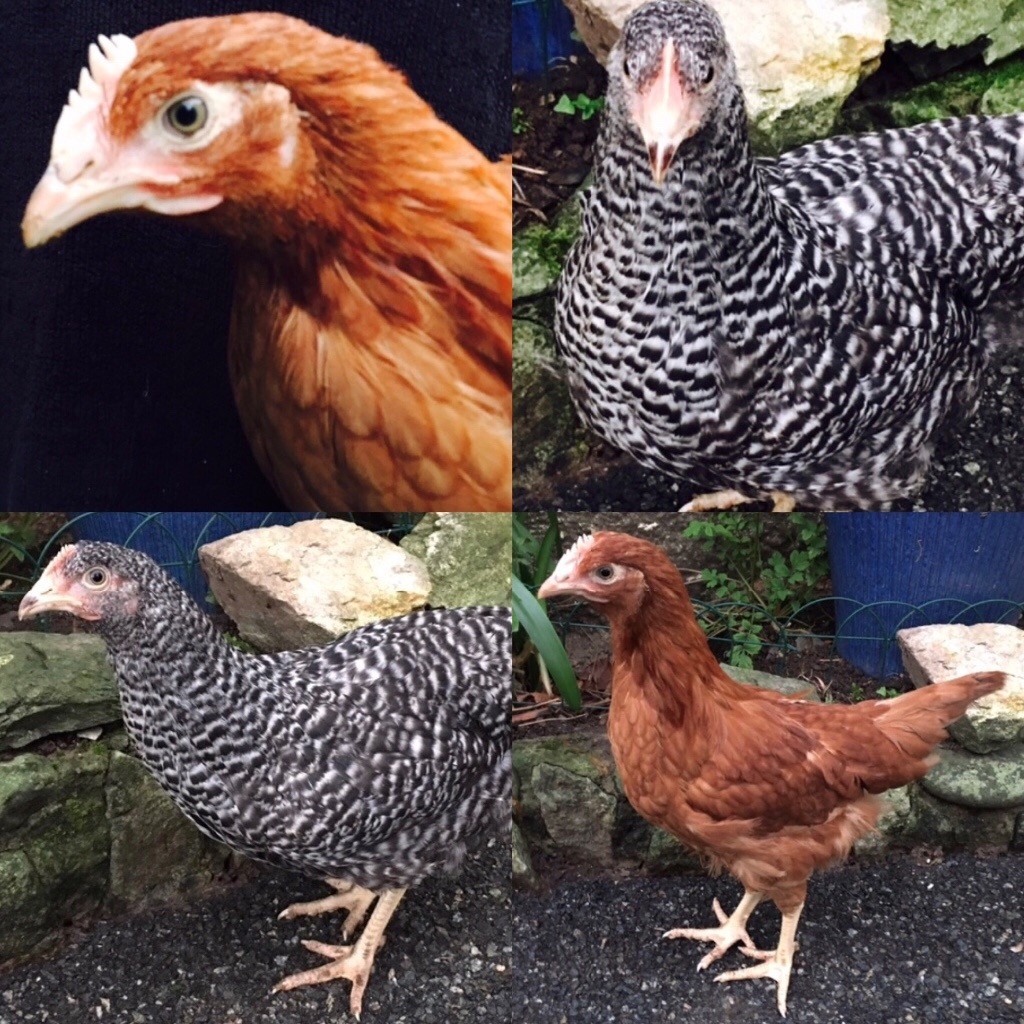 Poultry pullets hens chickens hybrid Marans and Calder rangers in