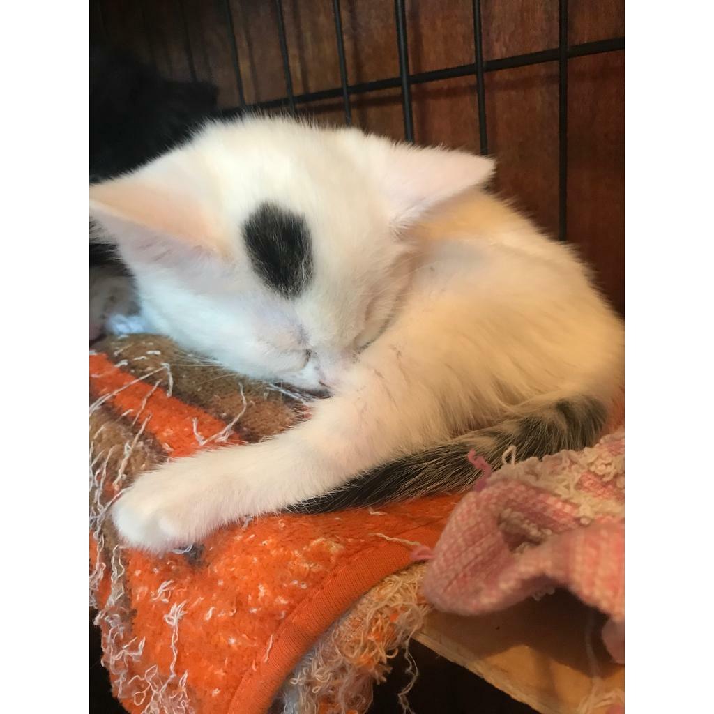 CUTE KITTENS FOR SALE | in Bushey Heath, Hertfordshire | Gumtree