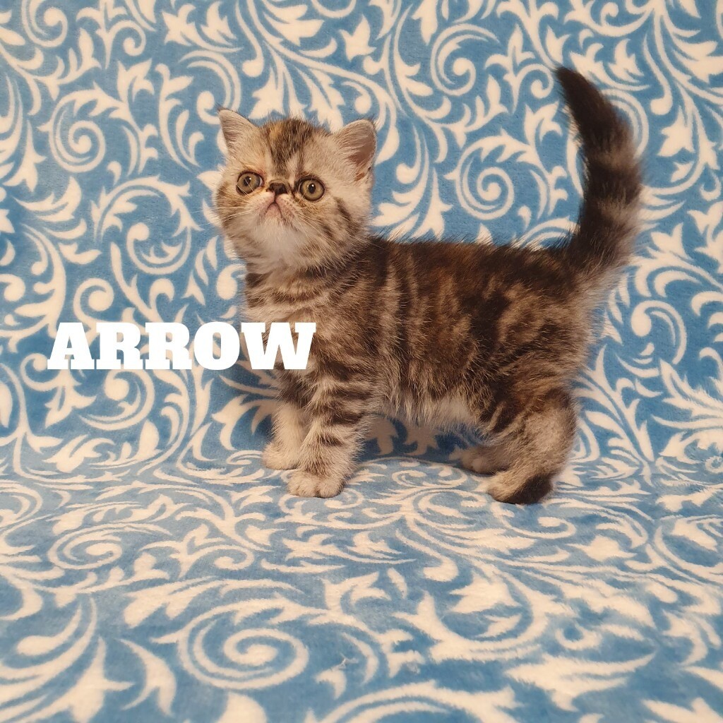 gumtree exotic shorthair