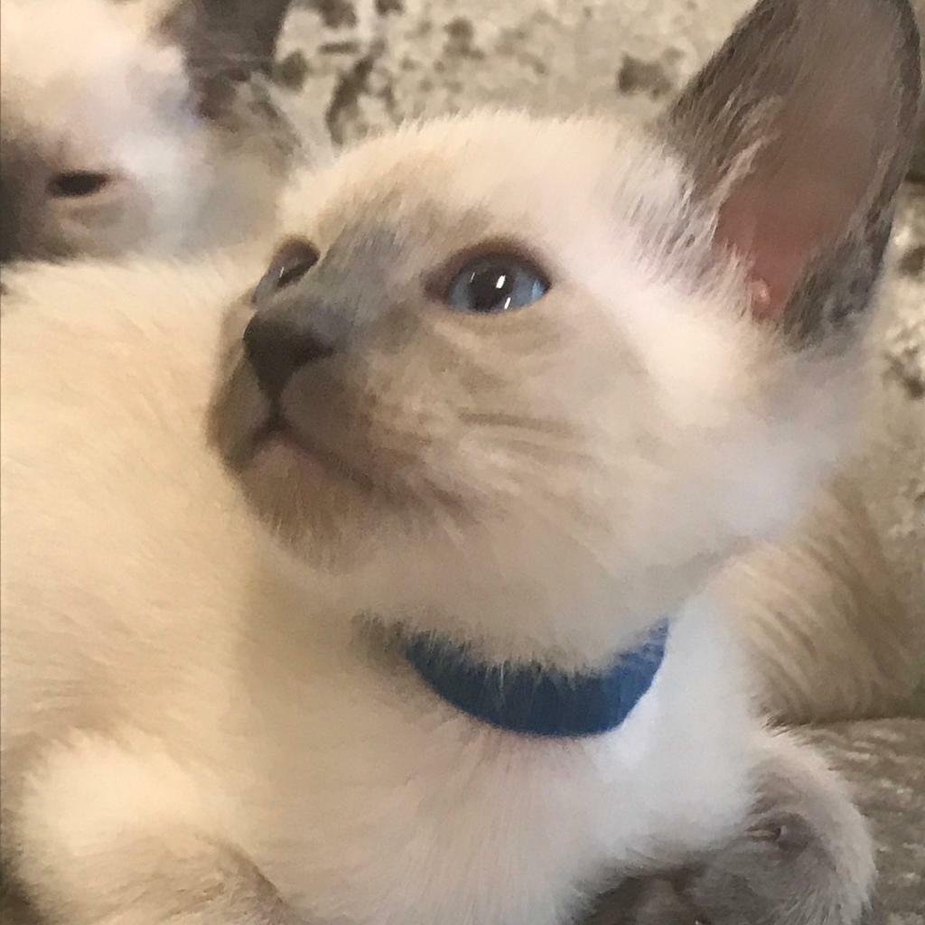 Cats For Sale Kittens Liverpool at Vincent Roy blog