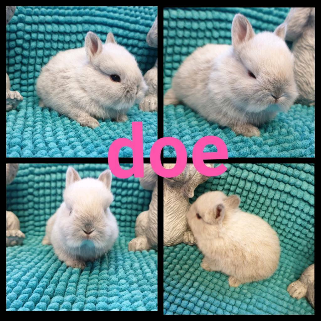 netherland dwarf babies available for reserve in Dagenham, London