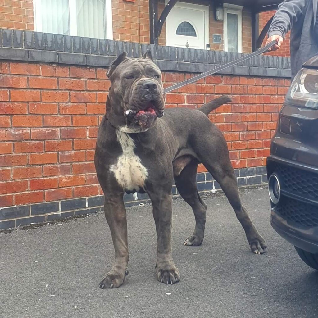 Cane corso iccf pedigree in Sefton Park, Merseyside Gumtree