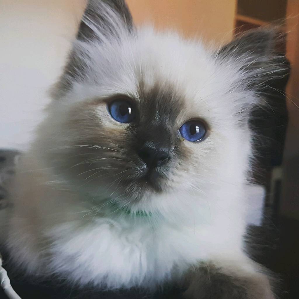 Beautiful ragdoll kittens in Oldham, Manchester Gumtree