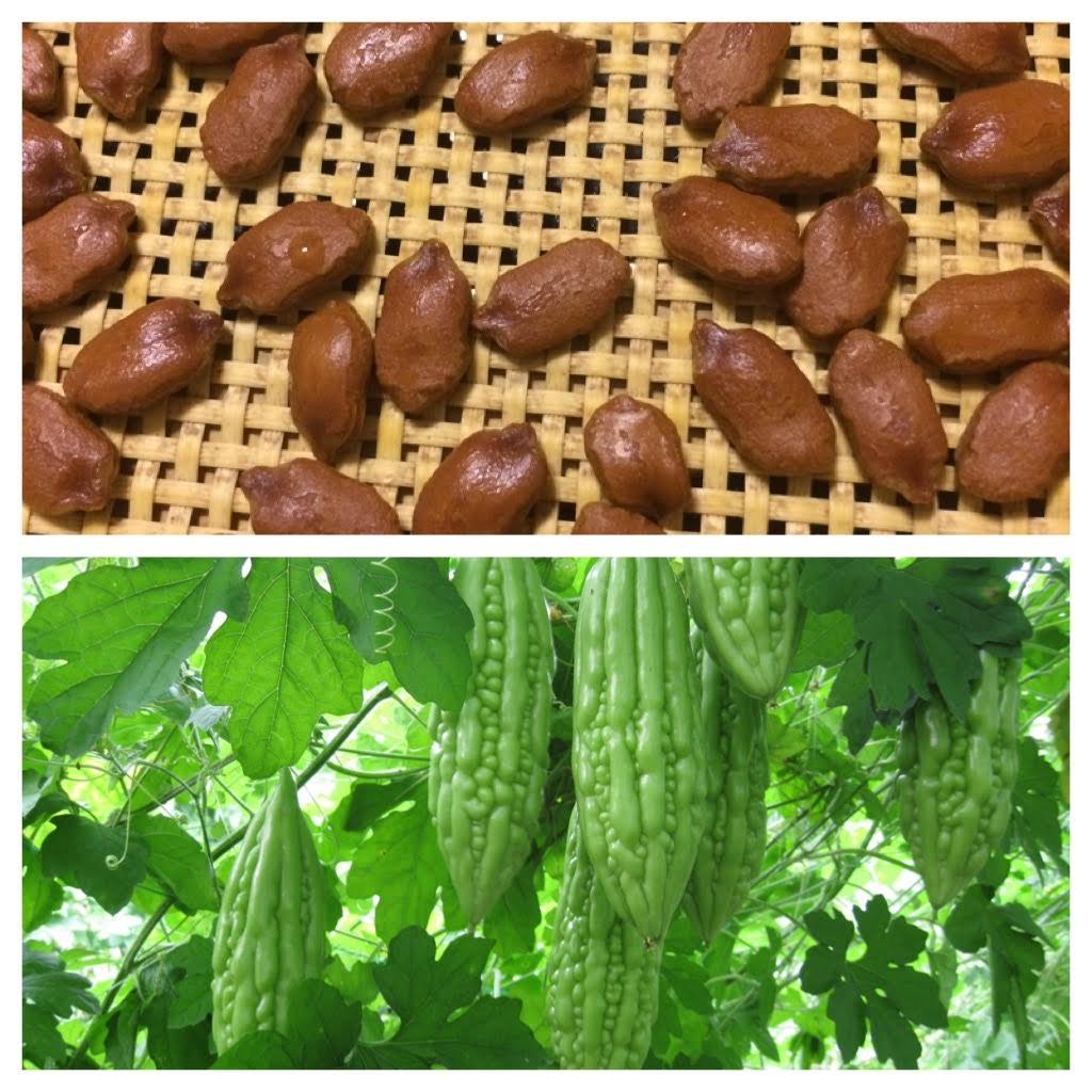 30 Bitter Melon ,Bitter Gourd seeds, Balsam Pear, Ku Gua, Foo Gwah, Kho