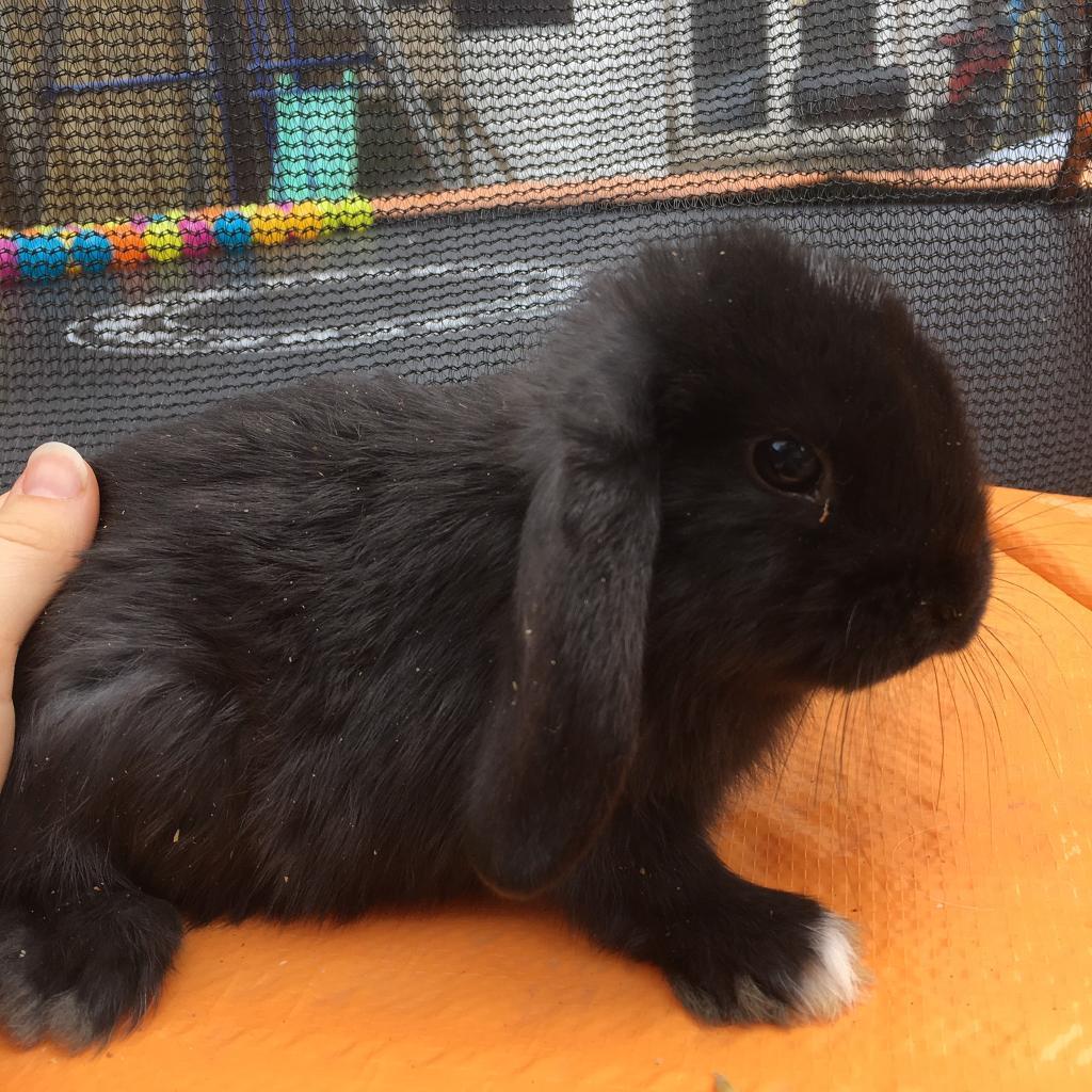 Baby lop ear rabbits for sale in Southampton, Hampshire Gumtree