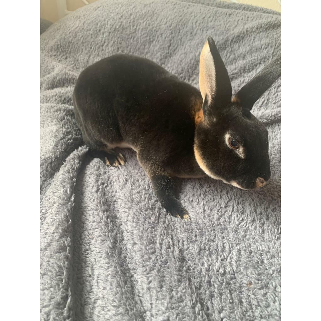 Mini Rex Rabbits for sale in Colinton, Edinburgh Gumtree
