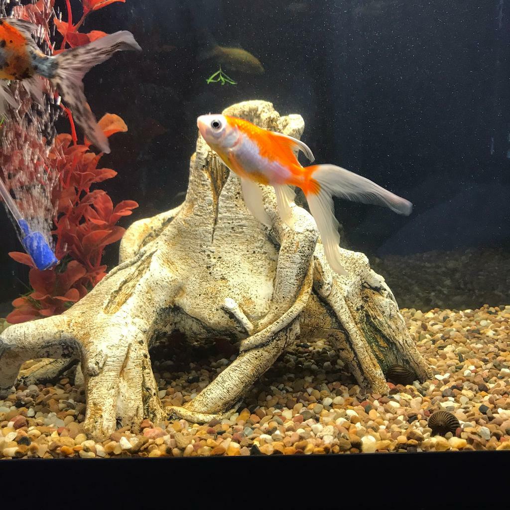 Large Wooden Style Aquarium/Fish Tank Ornament in Tadworth, Surrey