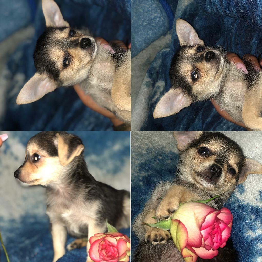 Dachshund x chihuahua puppies in Chapeltown, South Yorkshire Gumtree