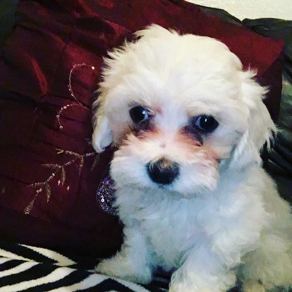 Puppies in Sheffield, South Yorkshire Gumtree