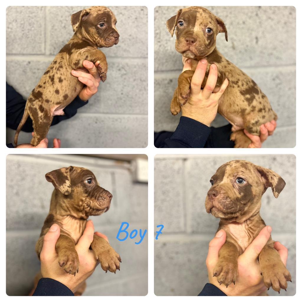 ABKC Champion bloodline XL Bully puppies in Tickhill, South Yorkshire