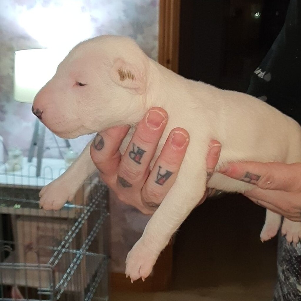 bull terrier gumtree