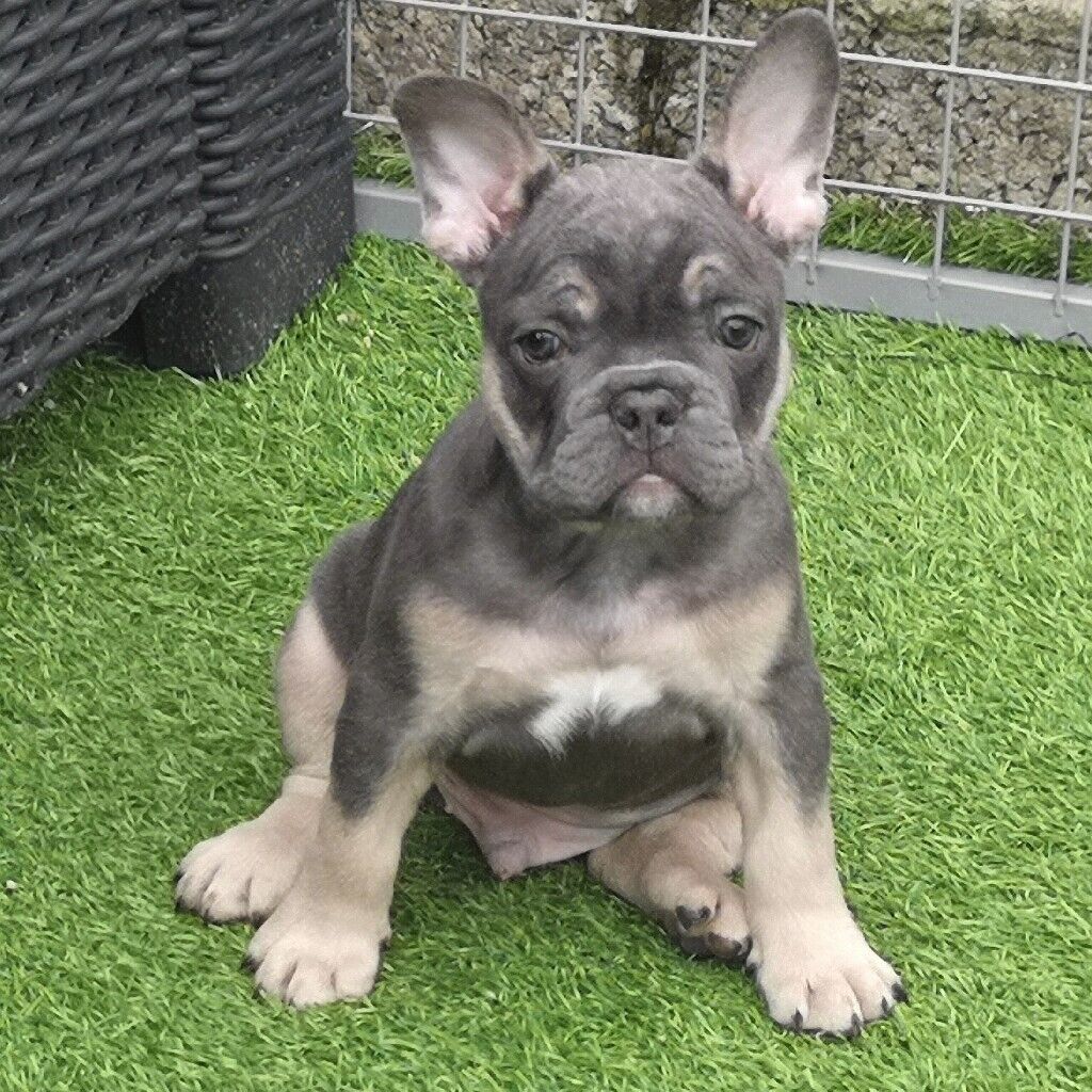 Stunning French Bulldog Puppies for Sale....Blue and Tan