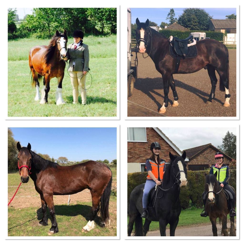 Horses for share. in Mattishall, Norfolk Gumtree