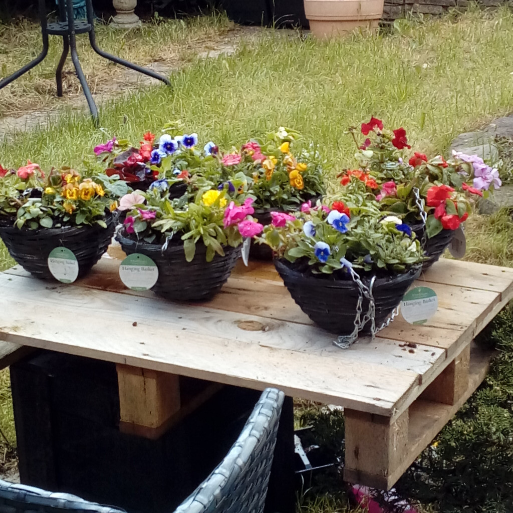 Hanging baskets ready for sale in Whinmoor, West Yorkshire Gumtree