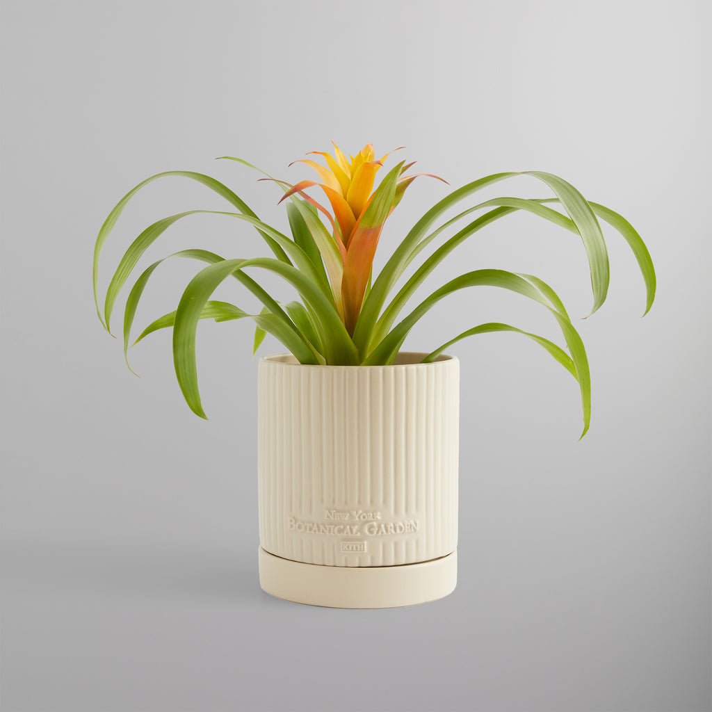 Rare KITH x New York Botanical Garden Planter Sandrift | eBay