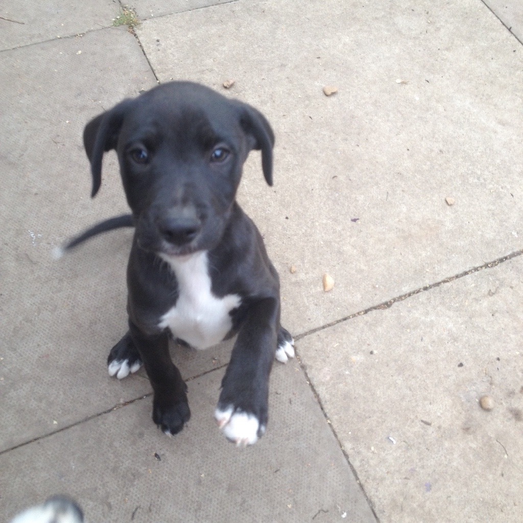 Lurcher cross staffy pups in Atherstone, Warwickshire Gumtree