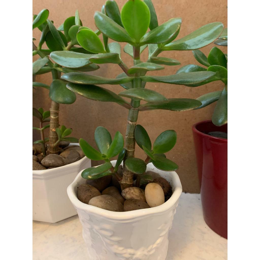 Lovely healthy Jade/money plant for sale. in Hall Green