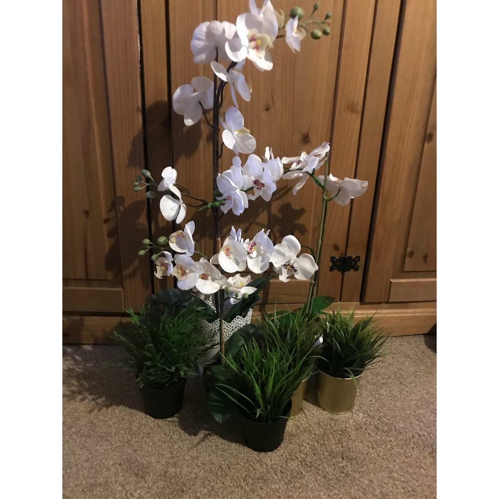 Artificial house plants in Kidwelly, Carmarthenshire Gumtree