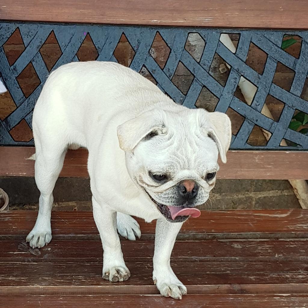 Adorable white Male Pug in Leicester, Leicestershire Gumtree