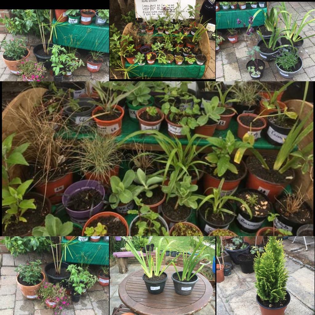 Garden plants for sale in SouthendonSea, Essex Gumtree