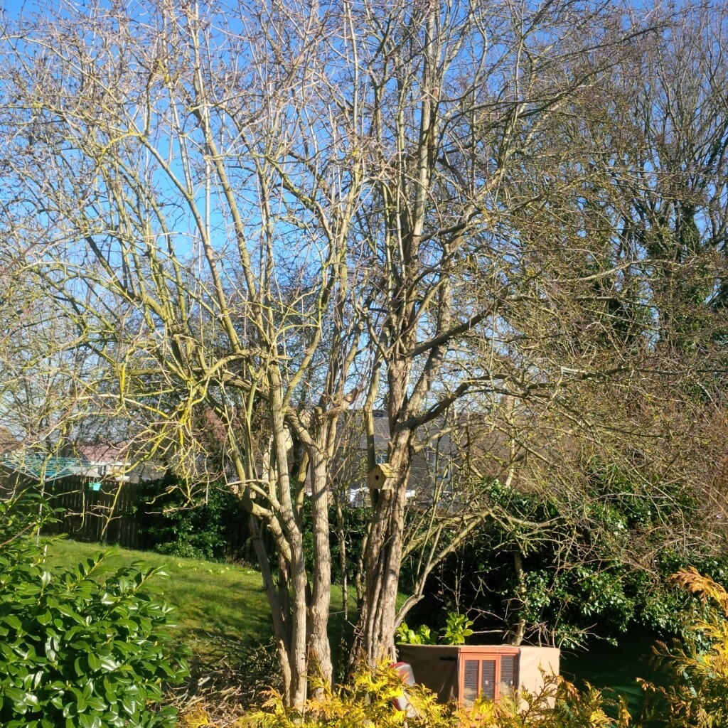 Trees medium size to be cut down and the wood is yours free in