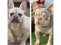 Kc registered french bulldog puppies 