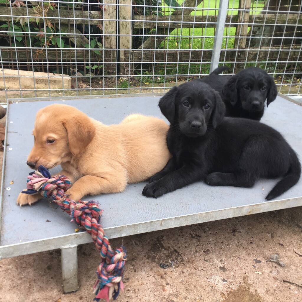 Beautiful Labrador x Flat coat puppies in Coventry, West Midlands