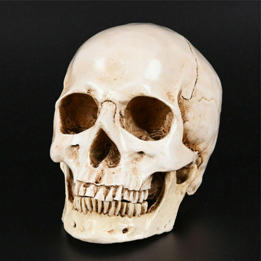 Schadel Modell 1 1 Anatomisches Modell Menschlicher Kopf Skelett Lebensgross Ebay
