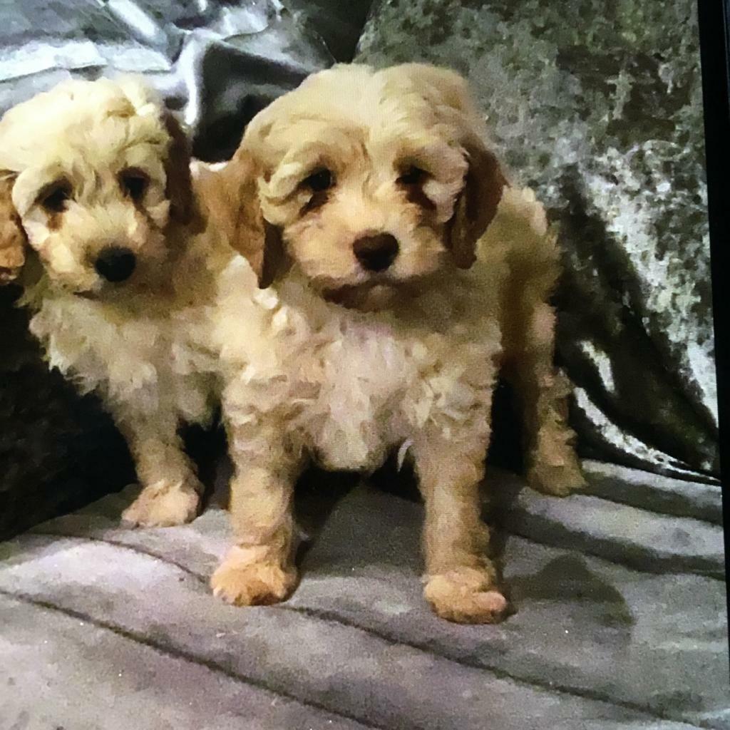 Cockapoo puppies ready for homing. in Romsey, Hampshire Gumtree