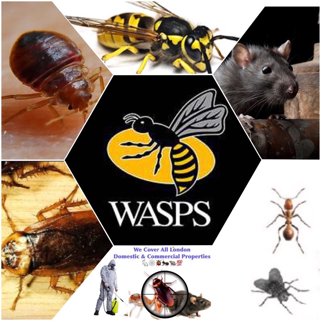 Pest Control Mice rat wasps cockroaches ants fleas flies bedbugs