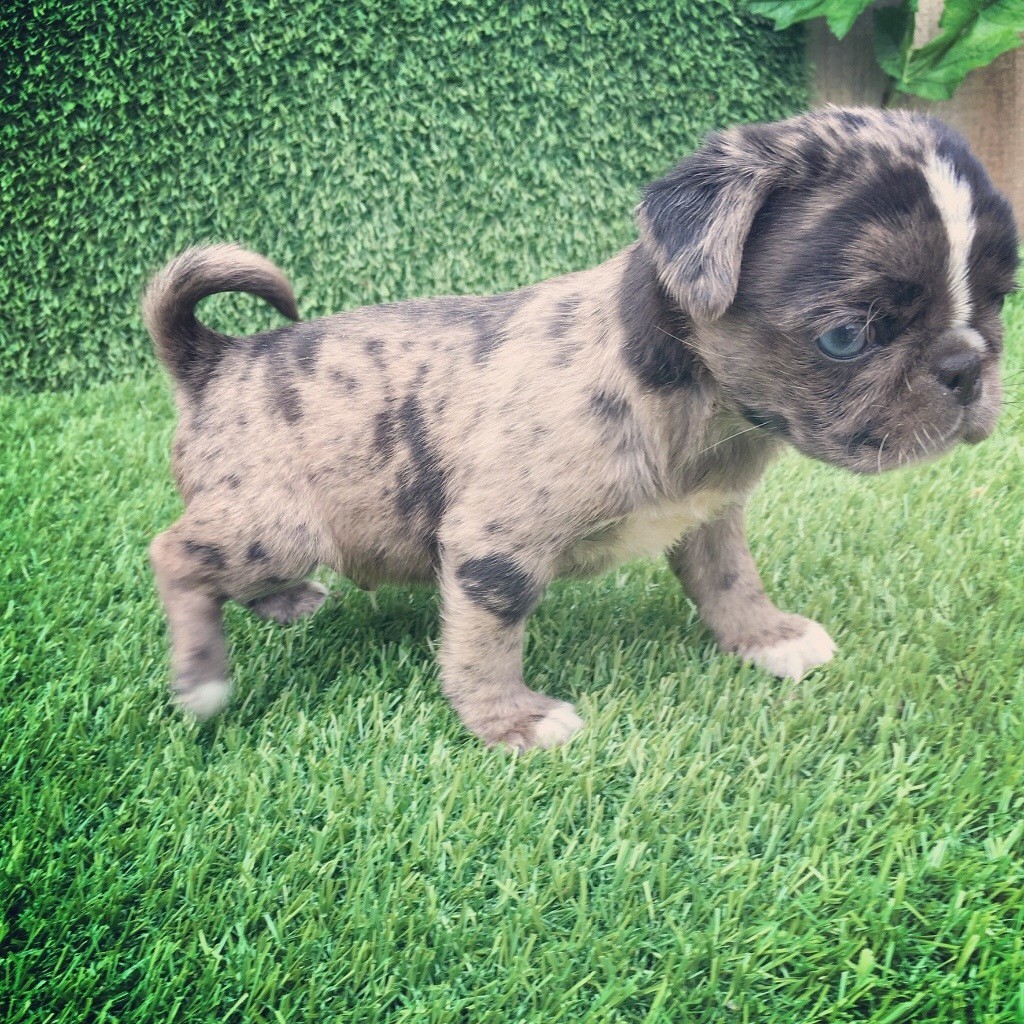 Rare Pug puppies in Okehampton, Devon Gumtree