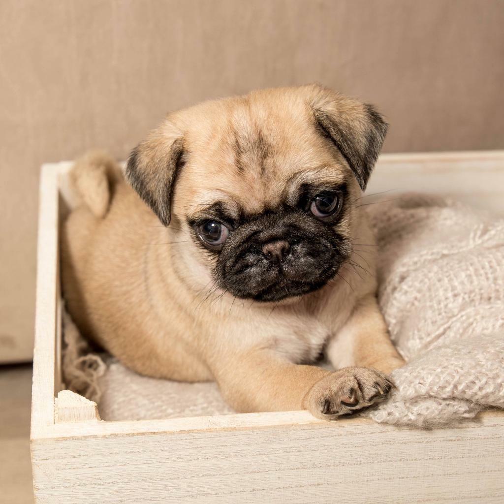 Kc Registered Pug Puppies in Southside, Glasgow Gumtree