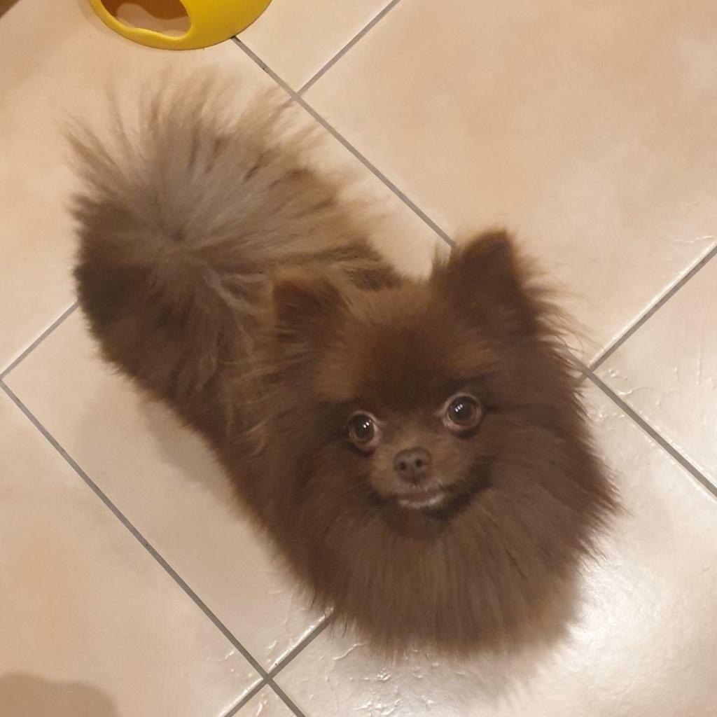 Chocolate Female Pomeranian in Dundee Gumtree