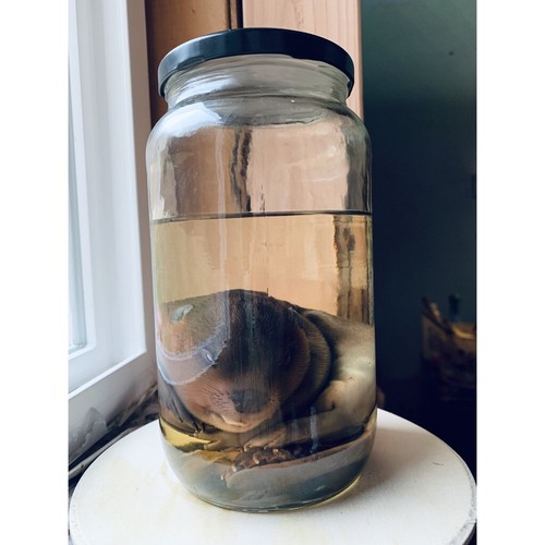 Beaver Wet Specimen Oddity Curiosity Taxidermy