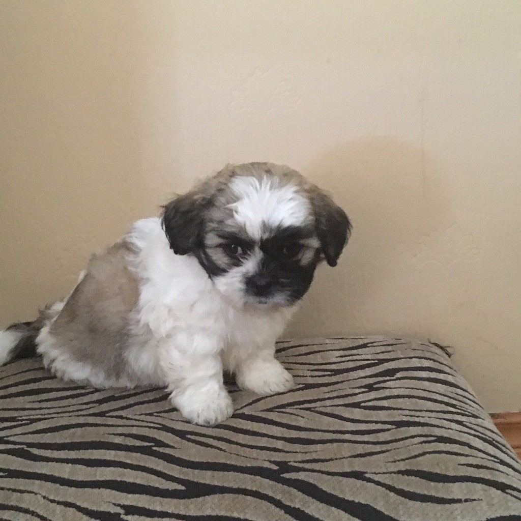 3 Lhasa apso crossed with Bichon frise in Omagh, County Tyrone Gumtree