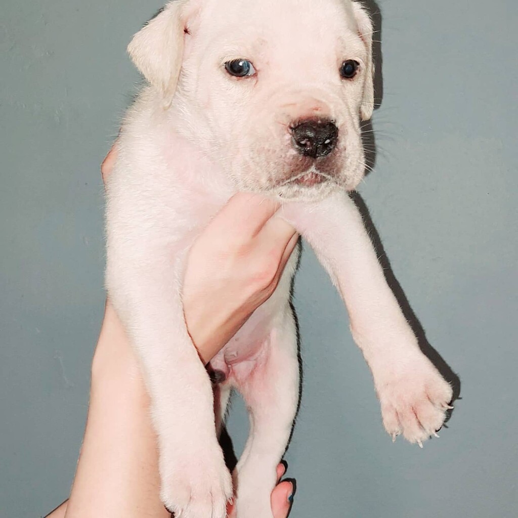 iccf registered straw cane corso puppies available in Rugby