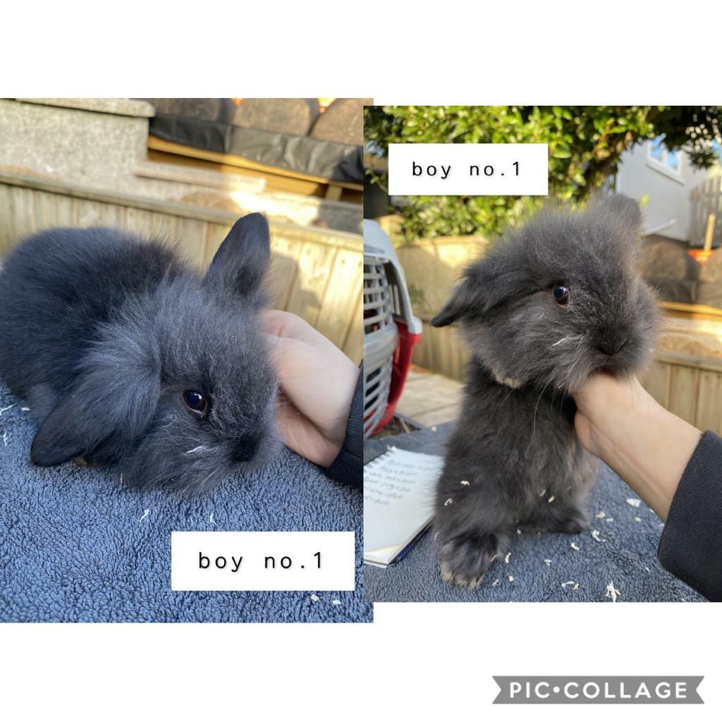 english spot X lionheads rabbits for sale! in Risca, Newport Gumtree