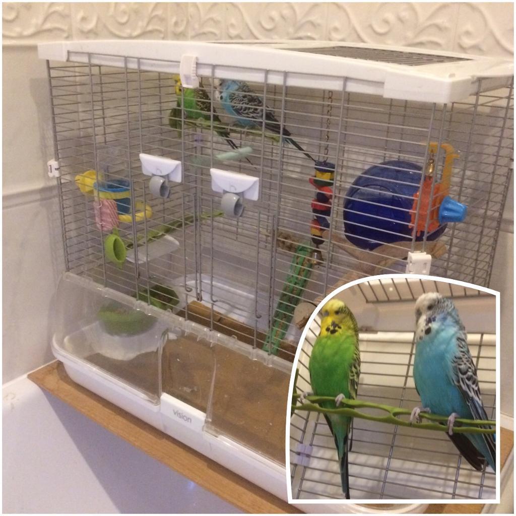 Budgies (Male) + 2 cages in Kesgrave, Suffolk Gumtree