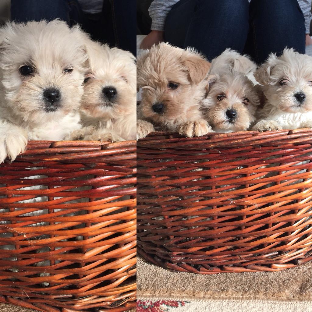 Westiepoo in South Ockendon, Essex Gumtree