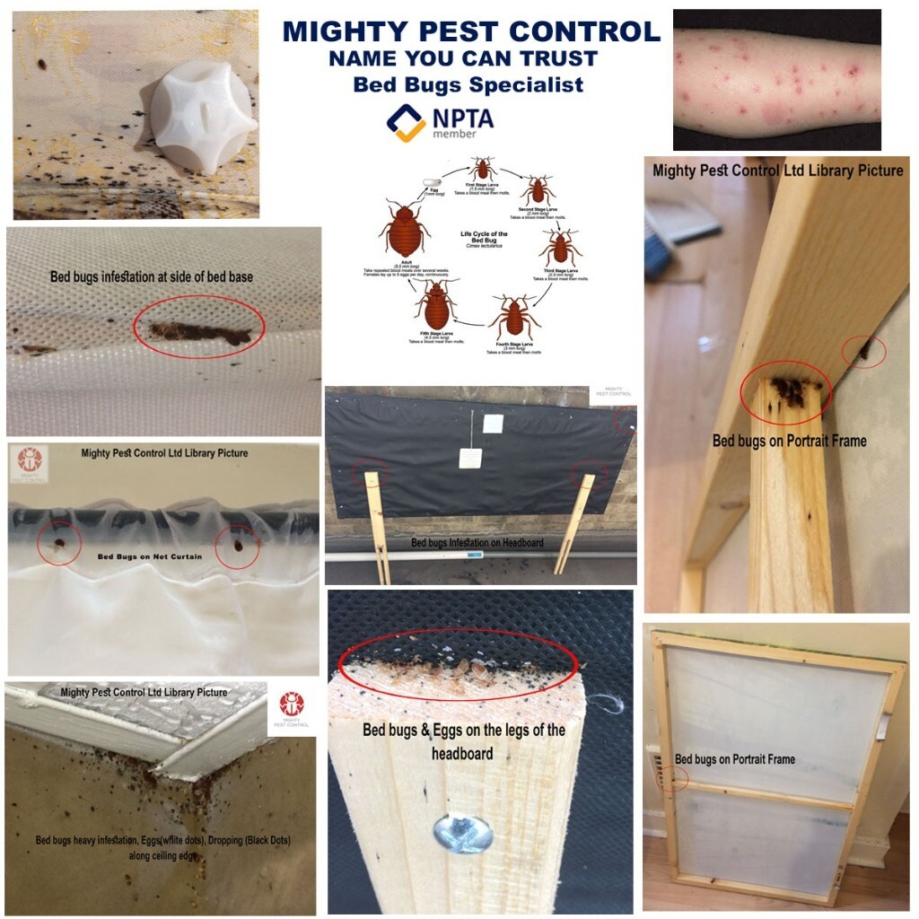 Bpca Rsph Qualified 100 Guaranteed Pest Control Services Bed