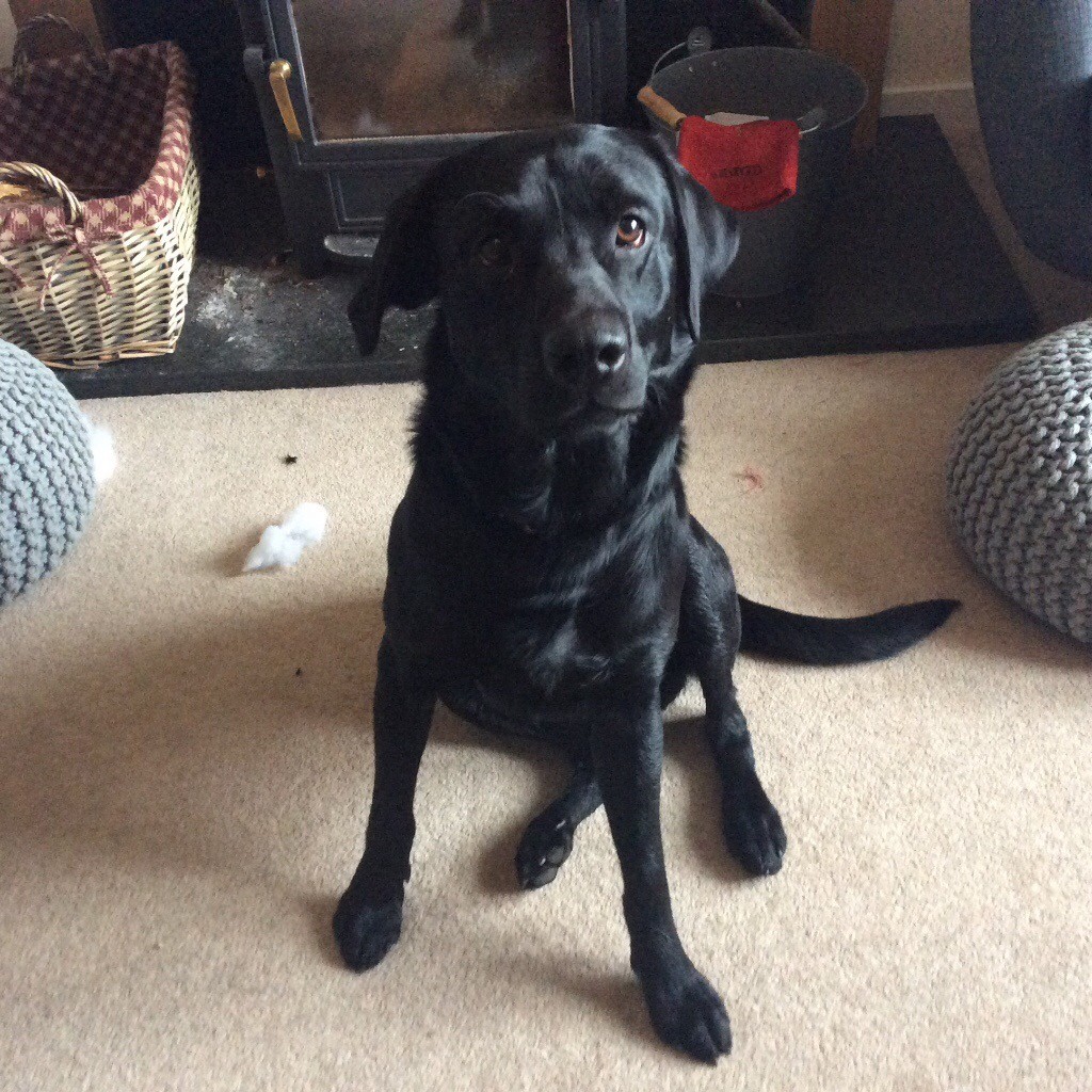 Black Labrador 2 years old in Lochearnhead, Stirling Gumtree