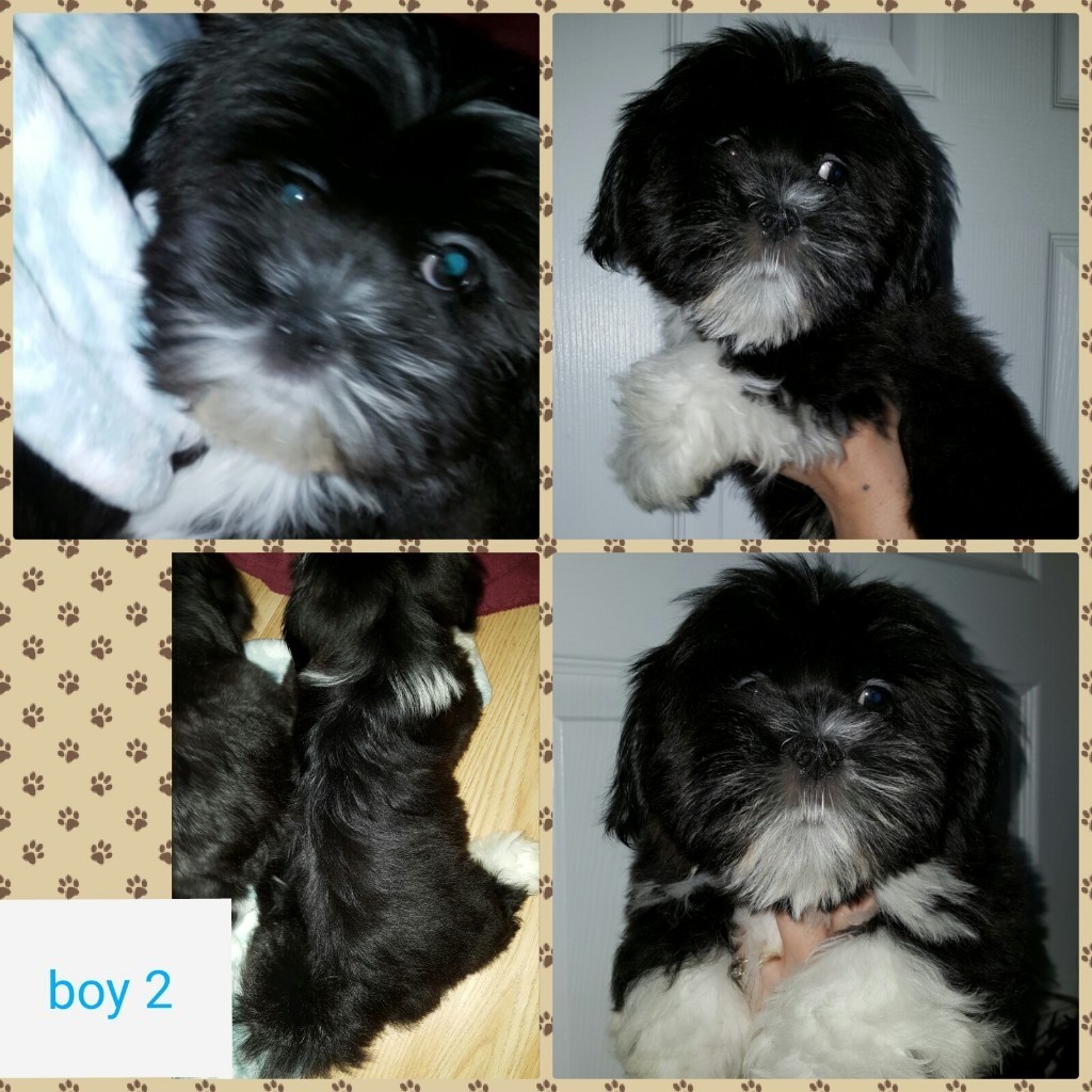 Lhasa Apso puppies for sale in Castle Bromwich, West Midlands Gumtree