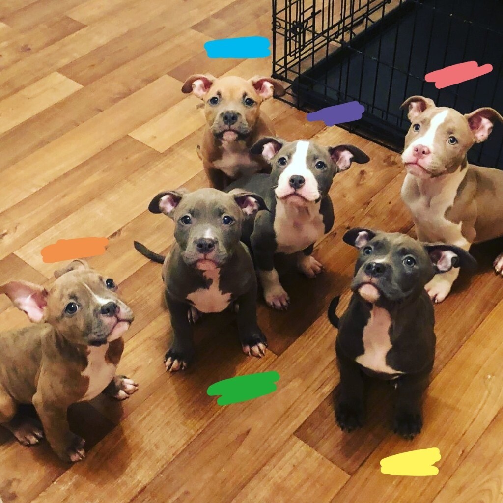 A.B.K.C Classic American Bully Pups in Rochdale, Manchester Gumtree