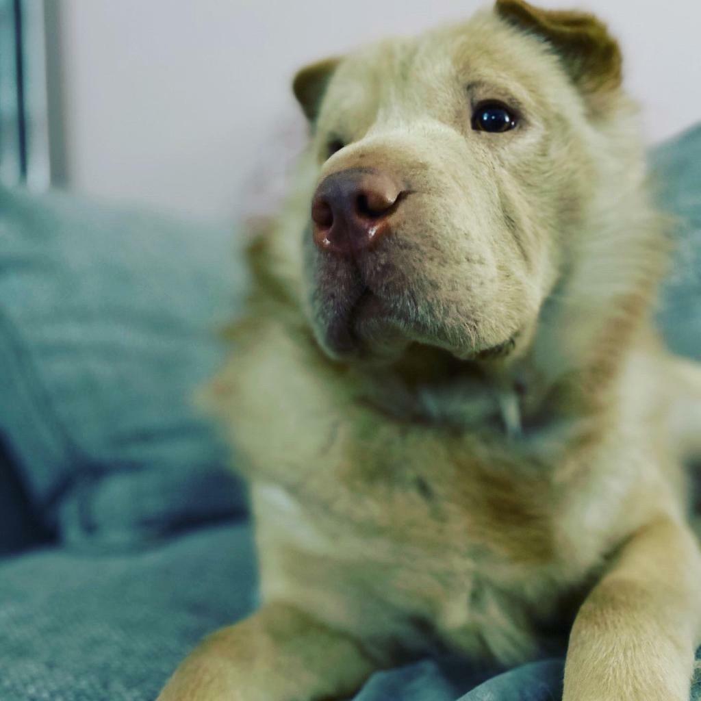 Bear Coat SharPei in Little Hulton, Manchester Gumtree